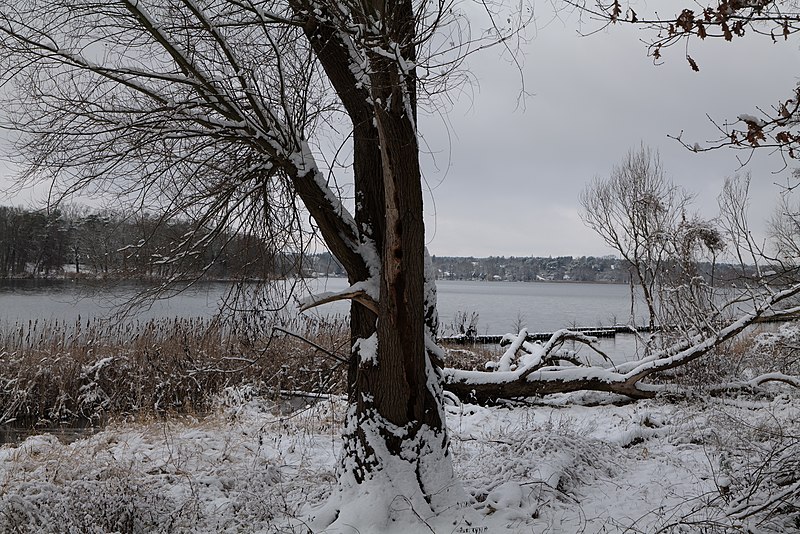 File:Bank of Wannsee at Düppeler Forst with snow 2021-01-30 03.jpg