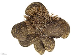 Banksia candolleana (Propeller Banksia), fruits