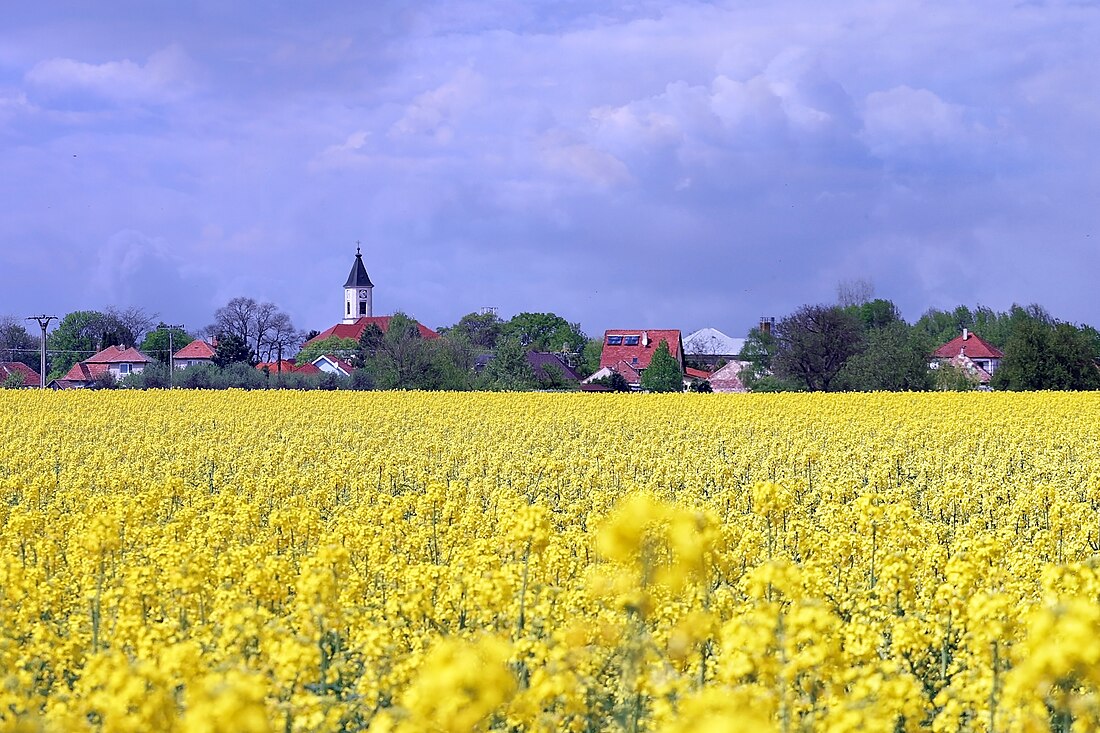 Bánov (Slovaquie)