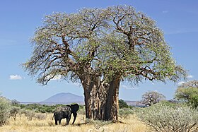 Δέντρο Μπάομπαμπ και ελέφαντας στην Τανζανία.
