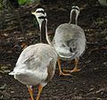 Bar Headed Goose