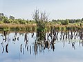 * Nomination Bargerveen Meerstalblok. Birch still alive ( Betula ) in a peat lake. --Famberhorst 05:28, 18 October 2019 (UTC) * Promotion  Support Good quality. --Manfred Kuzel 05:43, 18 October 2019 (UTC)