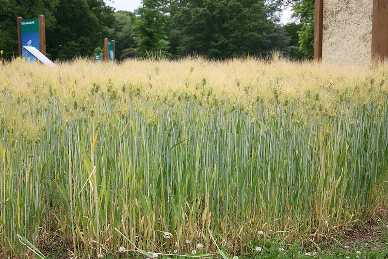 File:Barley (Hordeum vulgare) - United States National Arboretum - (4).jpg