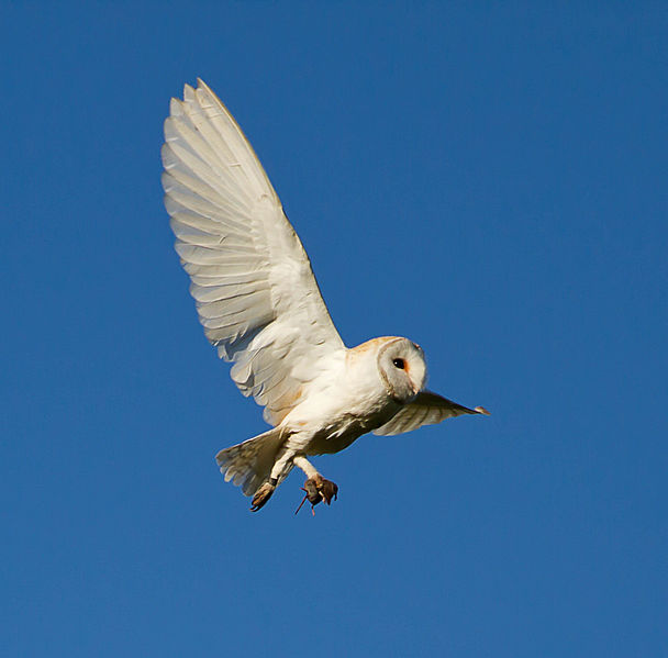 File:Barn Owl West Acre 2.jpg