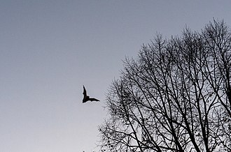 A bat flying at dusk Bat at dusk.jpg