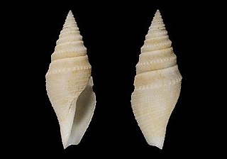 <i>Bathytoma neocaledonica</i> species of mollusc