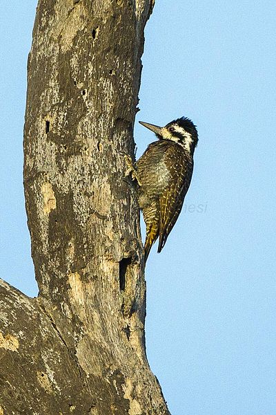 File:Bearded Woodpecker - Kenya S4E4880 (16409567342).jpg