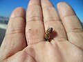 bee on hand of creator with head nestled between fingers