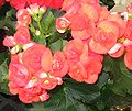 Von dieser Begonien-Hybride gibt es die meisten Sorten und sie ist die am häufigsten gepflegte Zimmer-Begonie Begonia-Elatior-Hybride.