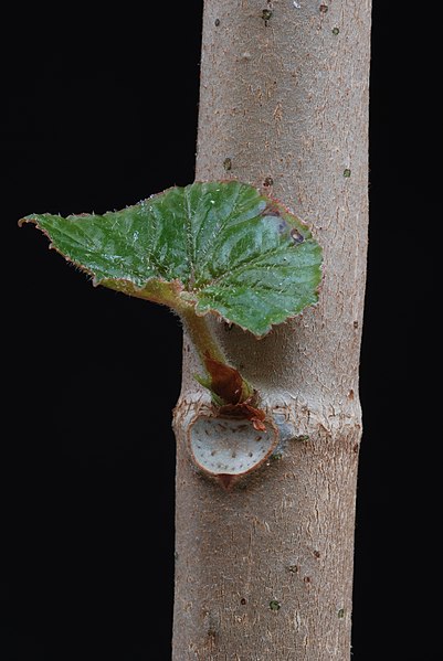 File:Begonia jocelinoi Brade 03.JPG