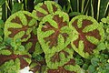 Begonia masoniana, Phipps Conservatory, 2022-08-26.jpg