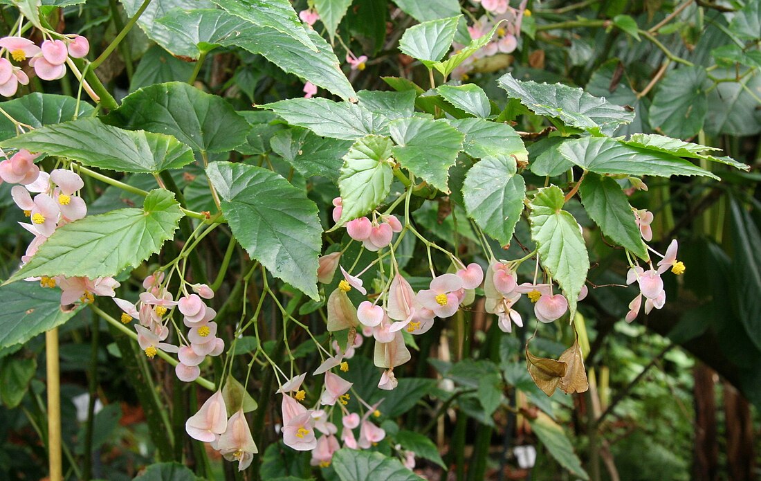 Begoniaceae