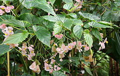 Begonia naumoniensis