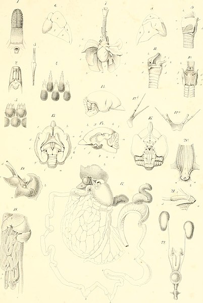 File:Beiträge zur näheren Kenntniss der Gattung Tarsius (1846) (19740761794).jpg
