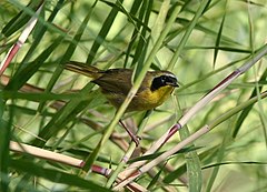 Description de l'image Belding's Yellowthroat.jpg.