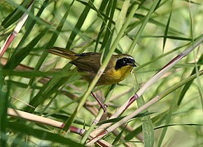 Beskrivelse av Beldings Yellowthroat.jpg-bilde.