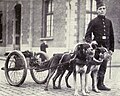 Cani da traino per mitragliatrice - Belgio, 1915