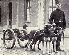 Belçikalı köpekler, hızlı ateş eden silahları çekmek için eğitildi.