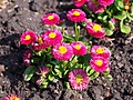 Bellis perennis 'Speedstar Plus Carmine', Stokrotka pospolita 'Speedstar Plus Carmine', 2017-04-09