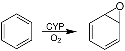 Benzene is oxidized by the enzyme Cytochrome P450 to benzene oxide. Benzoloxid.svg