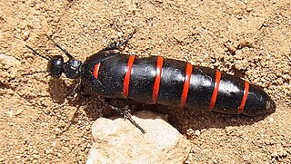 <i>Berberomeloe majalis</i> Species of beetle