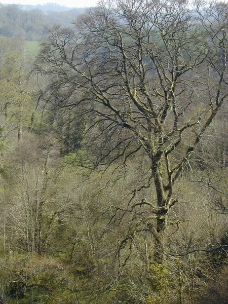 File:Berry Pomeroy Castle - geograph.org.uk - 421866.jpg