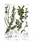 Smámynd fyrir Betula fruticosa