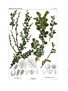 Illustration von Betula nana (linke Hälfte) und Betula fruticosa (rechte Hälfte)