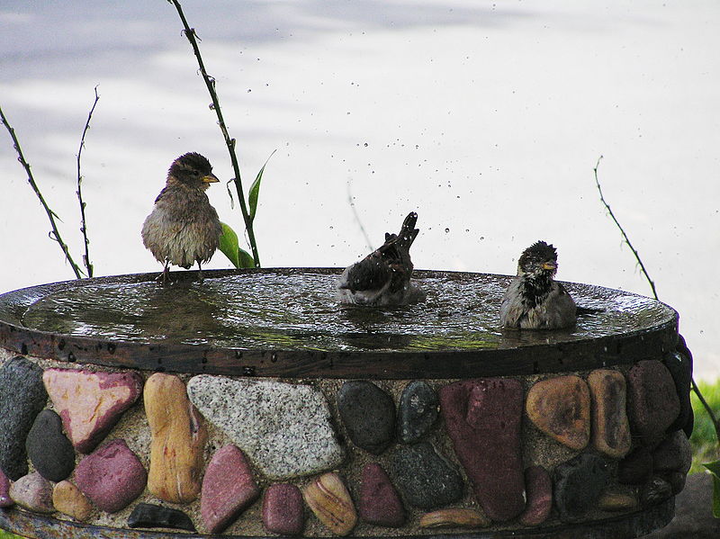 File:Birds bathing-b.jpg