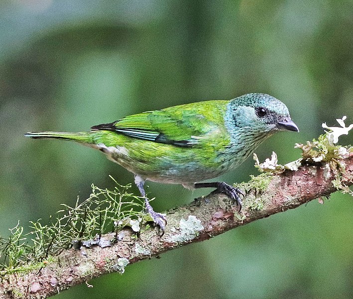 File:Black-capped Tanager (f) JCB.jpg