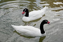 Juodakaklės gulbės (Cygnus melancoryphus)