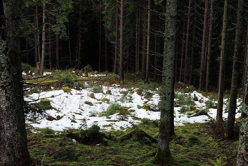 File:Black Forest National Park Baiersbronn 2020-03-11 21.jpg