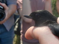 Siyah flowerpiercer.JPG