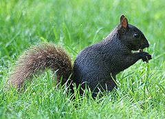 blacksquirrelrev.jpg