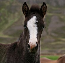 Bright blue eyes and a skewed blaze that does not reach the lip suggest splashed white genes are present in this Icelandic foal. Blue eyed foal.jpg