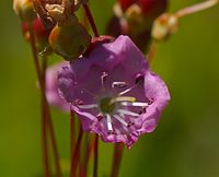 Rawa laurel (Kalmia polifolia) (24276279950).jpg