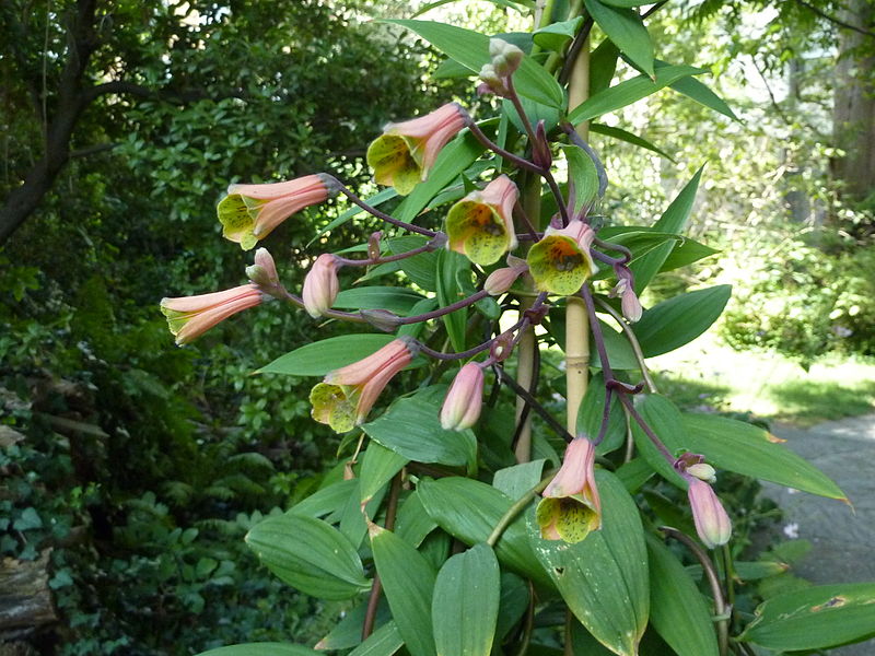 File:Bomarea edulis - Basel - 2.jpg