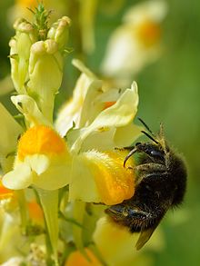 Bombus ruderarius - Linaria vulgaris - Valingu2.jpg