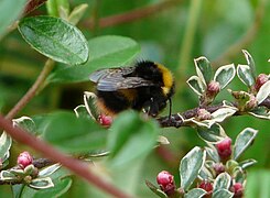 Bourdon terrestre (Bombus terrestris) sur Cotoneaster horizontalis 'Variegatus'