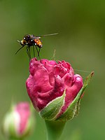 Bombyliidae 3 by kadavoor.jpg