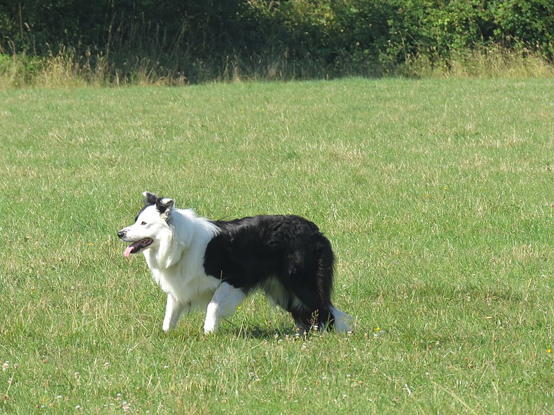 File:Border collie noir et blanc à poils longs.jpg