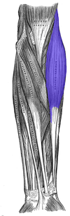 Musculus brachioradialis