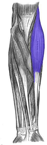 العضلة العضدية الكعبرية، مأخوذة من كتاب تشريح غراي