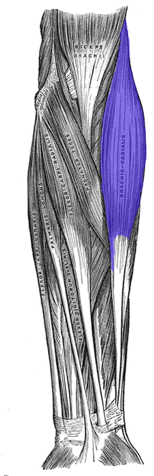 musculus brachioradialis