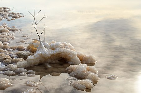 Берег озера Баскунчак. Соль покрыла ветку