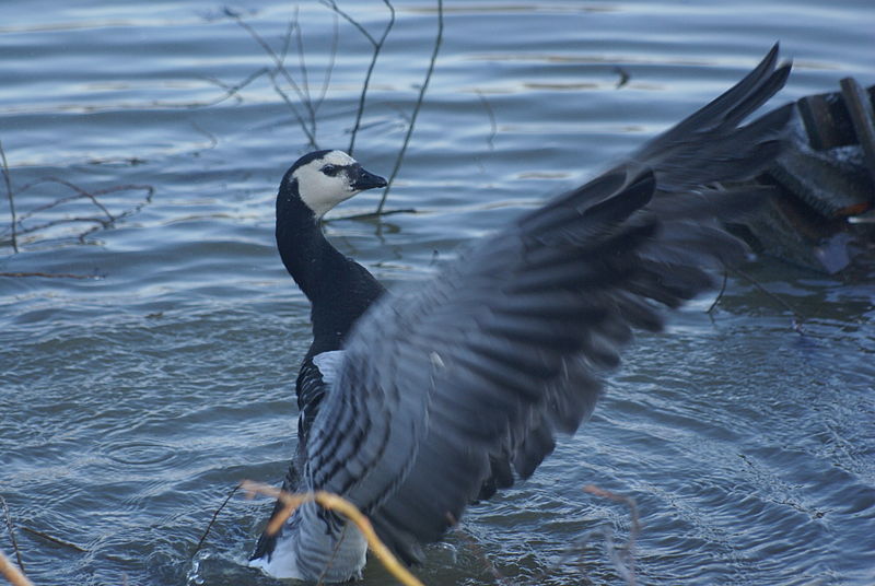 File:Branta leucopsis .R.H. (31).jpg