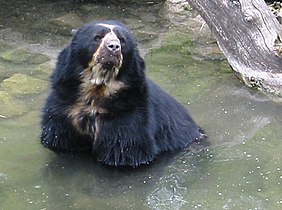 Spectacled Bear at zoo Zürich