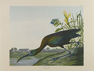 Brooklyn Museum - Glossy Ibis - John J. Audubon.jpg