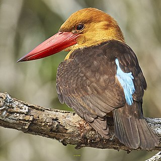 <span class="mw-page-title-main">Brown-winged kingfisher</span> Species of bird