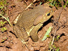 Bufo ictericus01a.jpg -kuvan kuvaus.